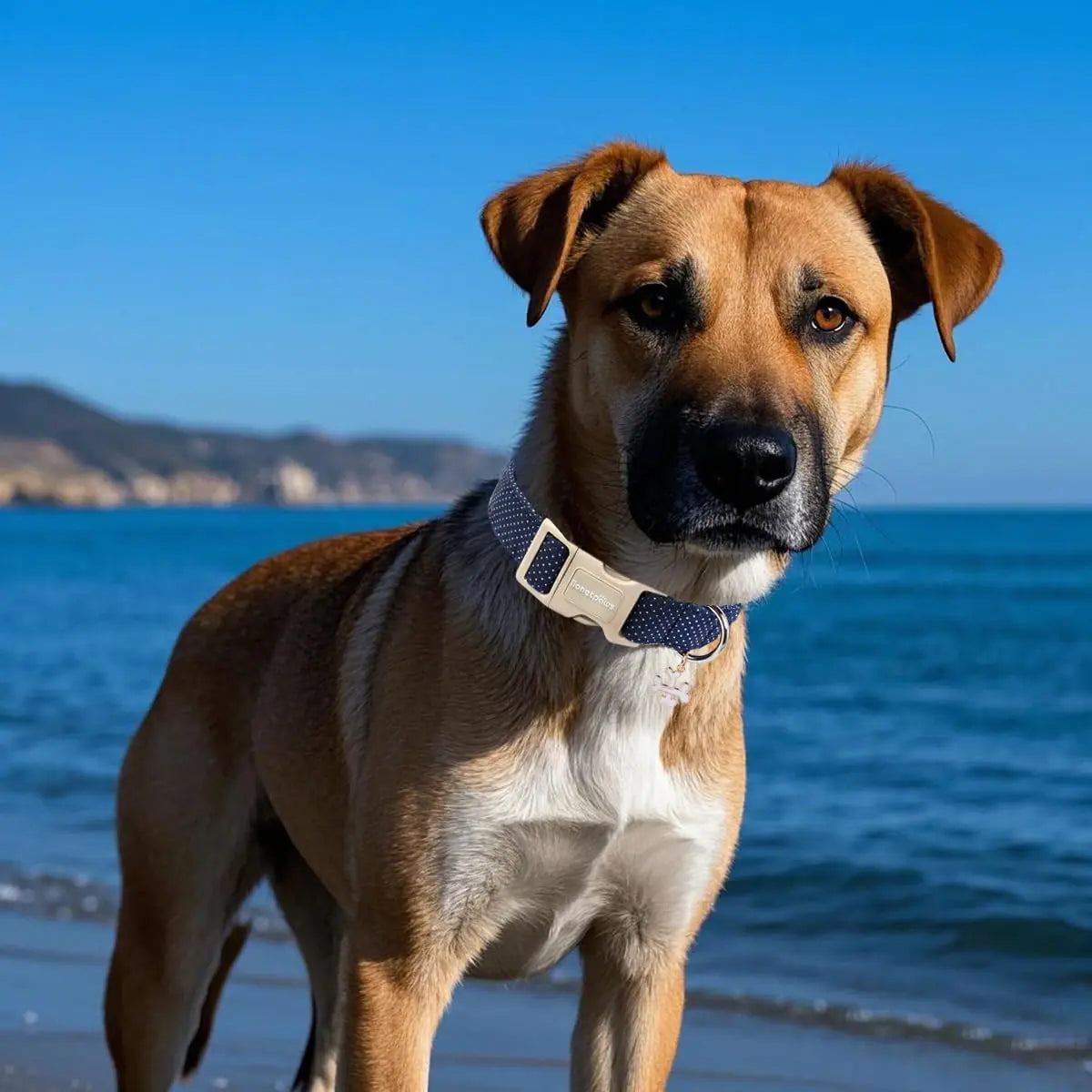 Lionet Paws Blue Summer Dog Collar - Cute Anchor Graphic Pendant, Non-Stretchy, Hand Wash Only for Small-Medium Male Dogs, Collars